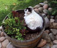 Buster the cat, or "Mr. B" in a large flower pot
